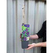 Clematis 'Polish Spirit' 60cm -