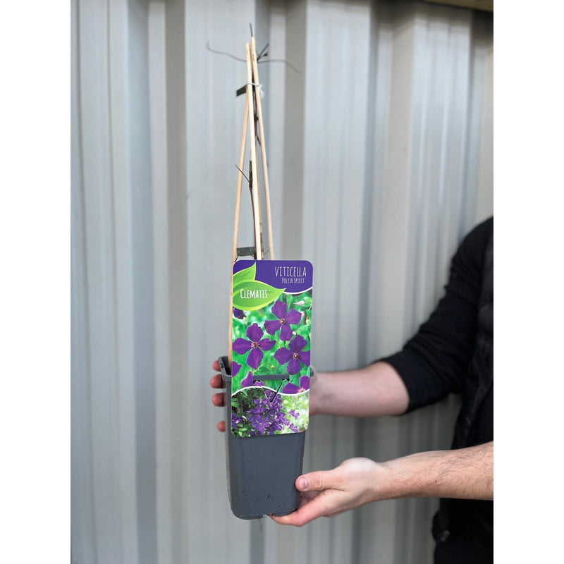 Clematis 'Polish Spirit' 60cm -
