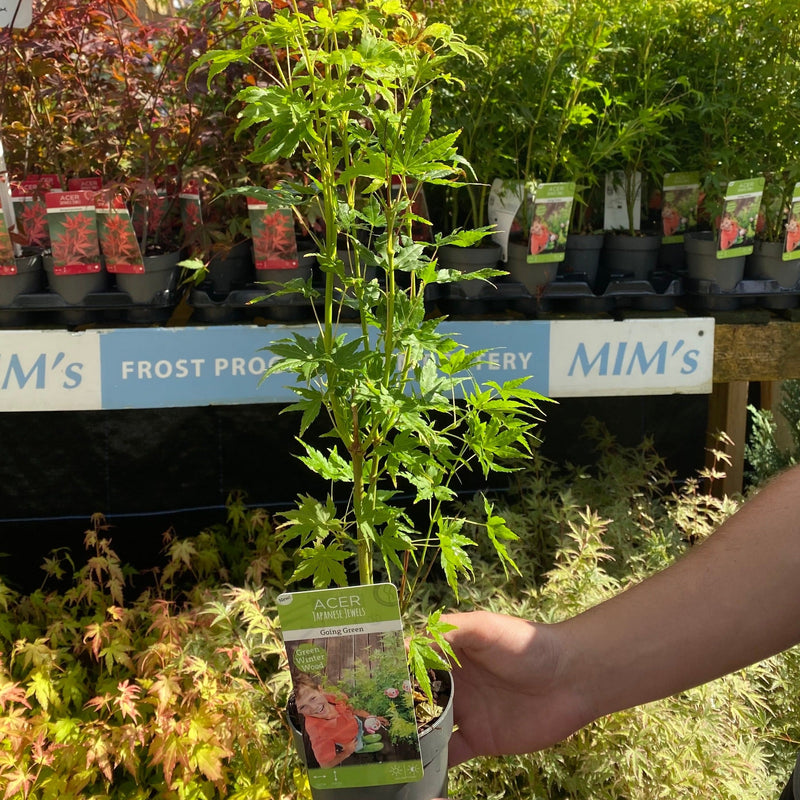 Acer palmatum 'Going Green' 10.5cm/2L/3L/45L -