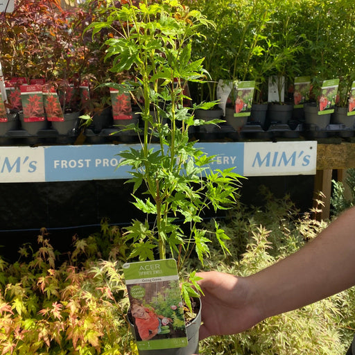 Acer palmatum 'Going Green' 10.5cm/2L/3L/45L -