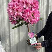 Standard Rhododendron 'Germania' (Pink) 80cm -