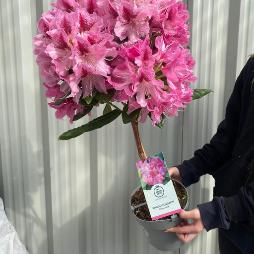 Standard Rhododendron 'Germania' (Pink) 80cm -