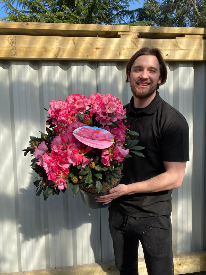 Rhododendron Wine and Roses (2 Sizes) -