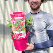 Buddleja Butterfly Candy 'Little Ruby' 9cm/1L/2L/3L -