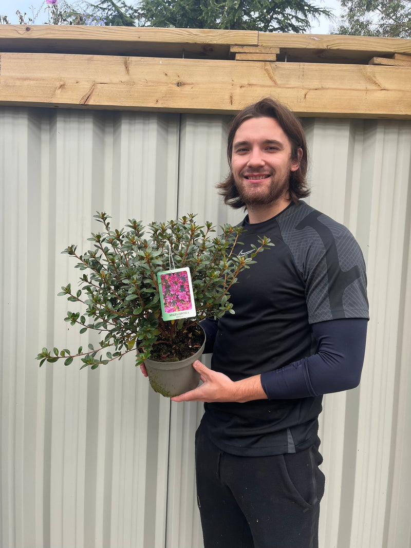 Azalea japonica 'Amoena' 2/5L -