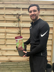 Acer palmatum Garnet 3L-235L -