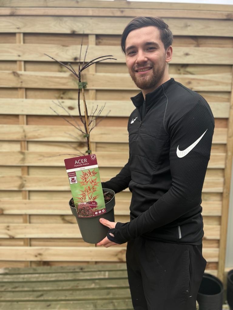 Acer palmatum Garnet 3L-235L -