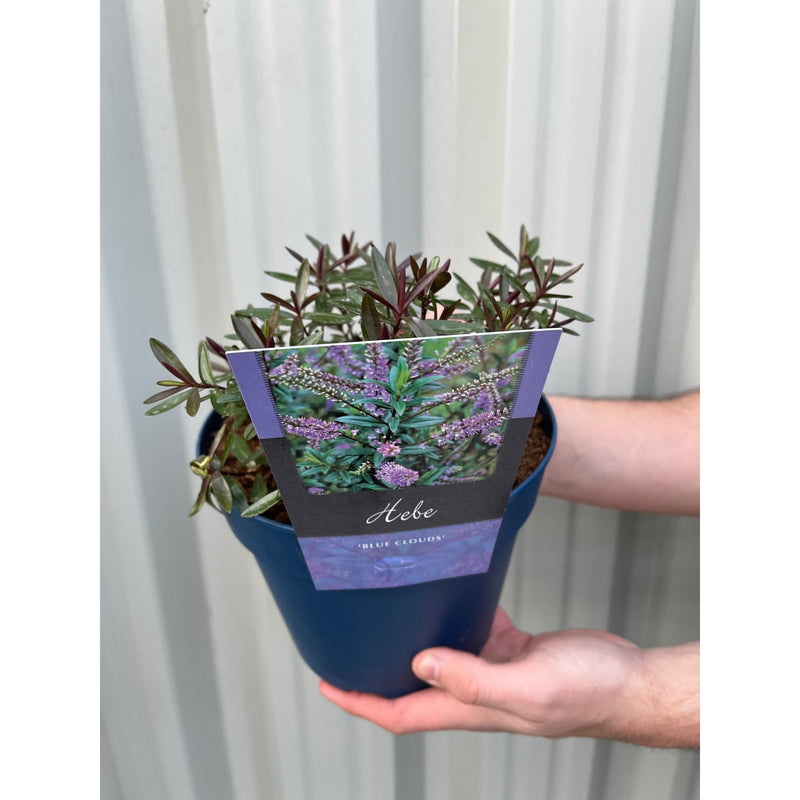 Hebe 'Blue Clouds' 2L -