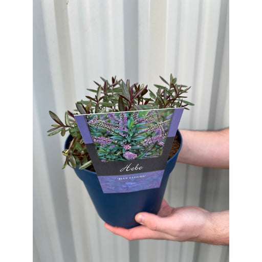 Hebe 'Blue Clouds' 2L -