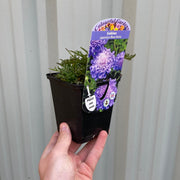 Scabious 'Blue Note' 9cm -