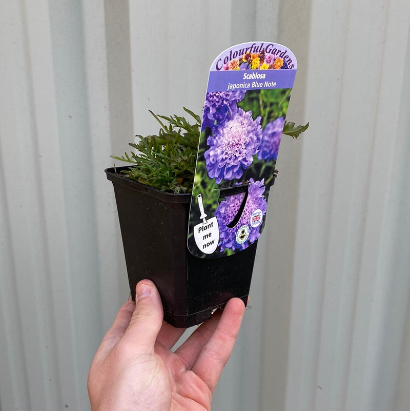 Scabious 'Blue Note' 9cm -