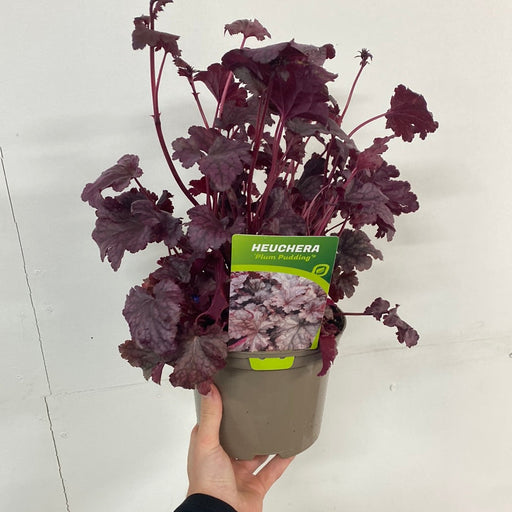 Heuchera 'Plum Pudding' 9cm/2L -