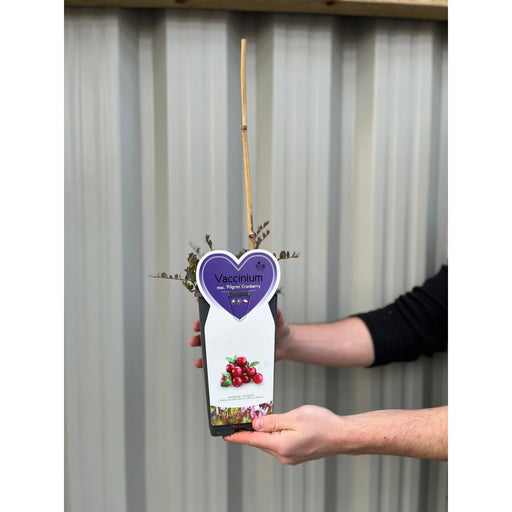 Cranberry 'Early Black' -