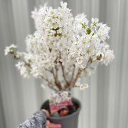 Ornamental Flowering Cherry Blossom Shrub - ‘Briljant’ -