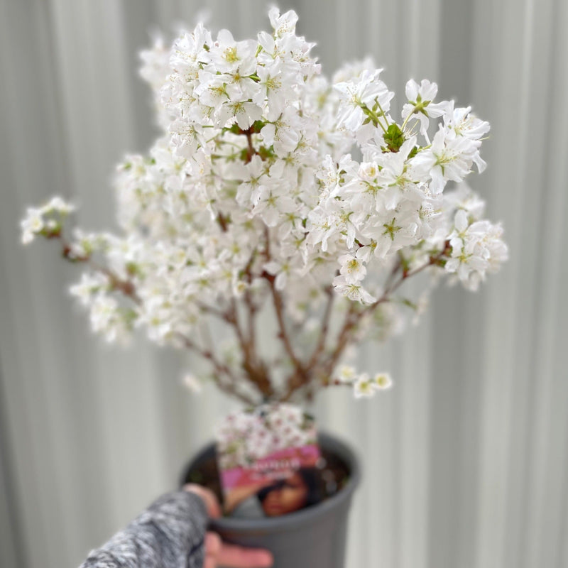 Ornamental Flowering Cherry Blossom Shrub - ‘Briljant’ -