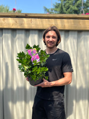 Azalea 'Koningstein' 3L -