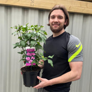 Hibiscus Syriacus 'Ardens' - Pink -