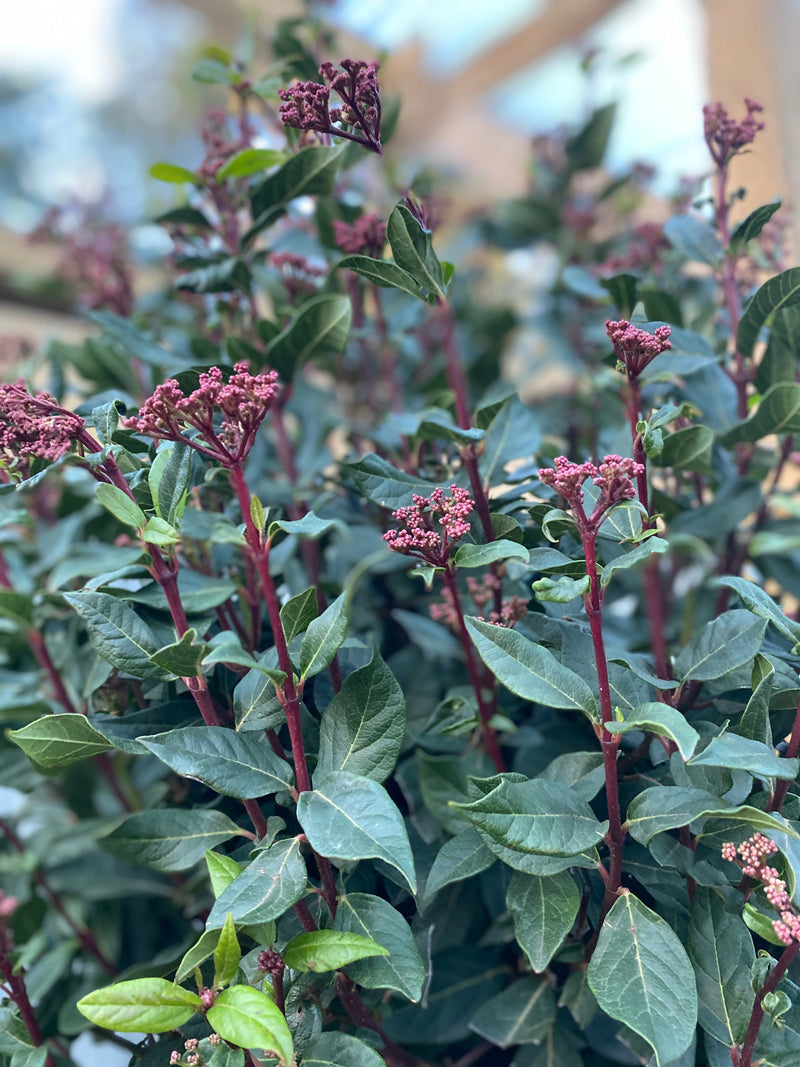 Half Standard Viburnum tinus 'Eve Price' -