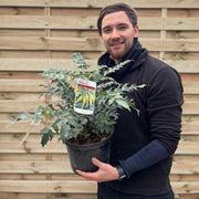 Mahonia 'Sweet Charity' 5L -