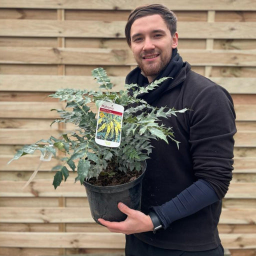 Mahonia 'Sweet Charity' 5L -