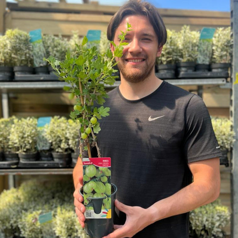 Gooseberry 'Ribes' uva. Crispa Green 2L -