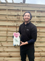 Ornamental Flowering Cherry Blossom Dwarf Tree - Nipponica ‘Brilliant' (2 Sizes Available) -