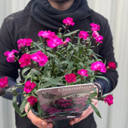 Dianthus 'Scully’ 3L -