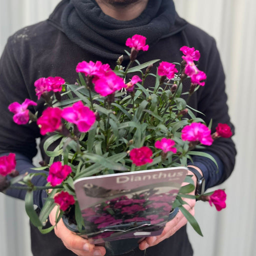 Dianthus 'Scully’ 3L -