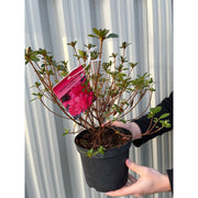 Azalea 'Toreador' 2L -