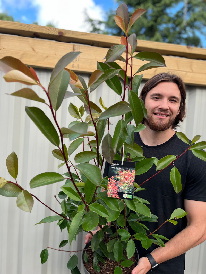 Photinia x fraseri 'Red Robin' -
