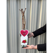 Raspberry 'Heritage' 1L -
