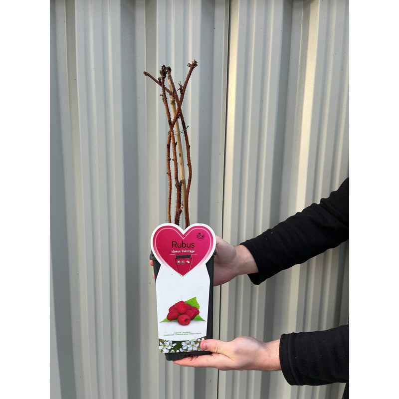 Raspberry 'Heritage' 1L -