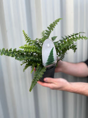 Ferns Polystichum (11cm Growers Pot) -