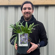 Agapanthus africanus 'Charlotte' 5L -