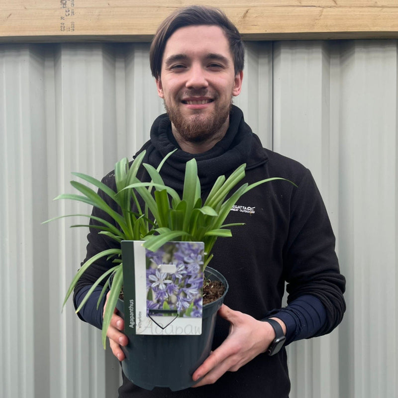 Agapanthus africanus 'Charlotte' 5L -