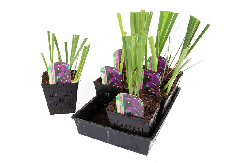 Iris louisiana ‘Black Gamecock’ - Marginal Pond Plants - MP052