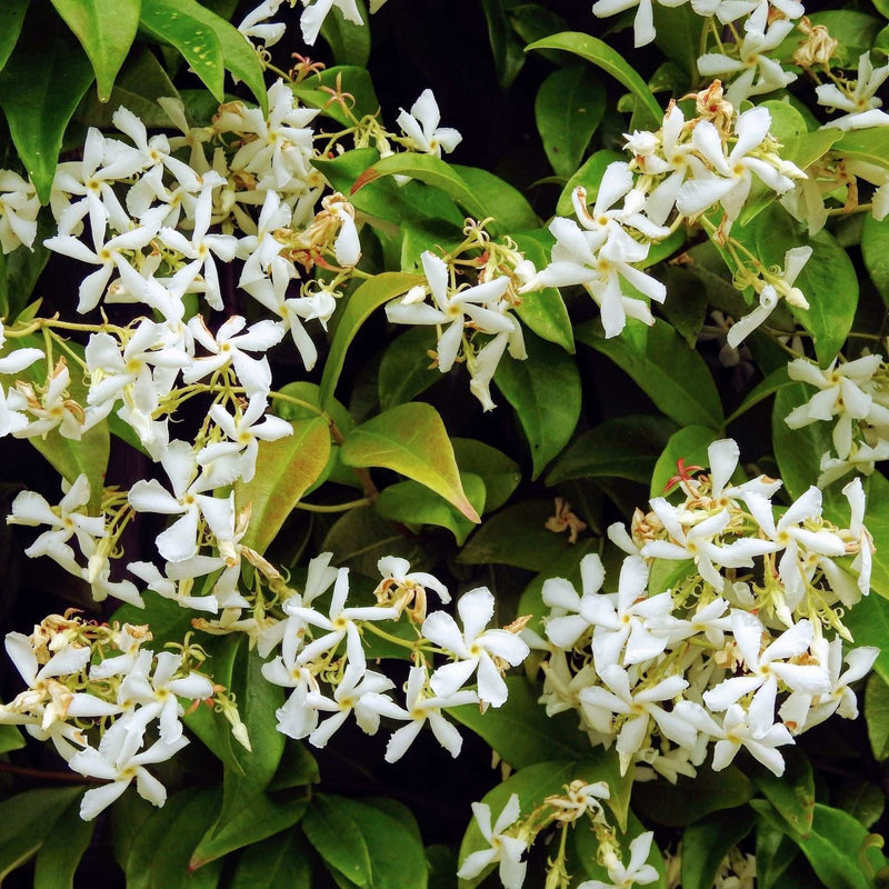 Trachelospermum jasminoides | Evergreen Star Jasmine Cone -