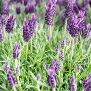 Lavender Stoechas - Javelin Deep Purple 9cm/1.5L/2L -