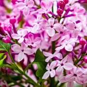 Syringa 'Josee' (Reblooming Lilac) 4L -