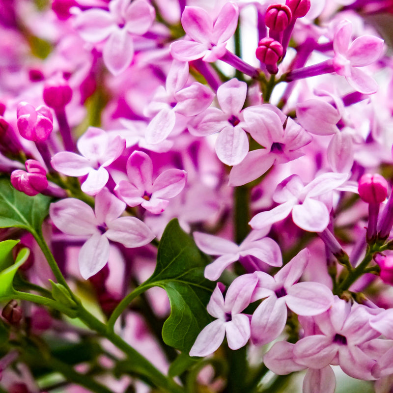 Syringa 'Josee' (Reblooming Lilac) 4L -