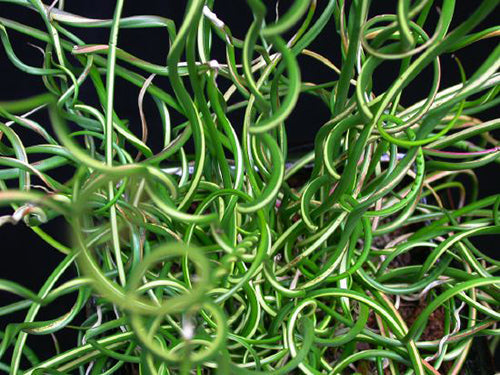 Juncus effusus var. spiralis (Corkscrew rush) - MP065 Packs
