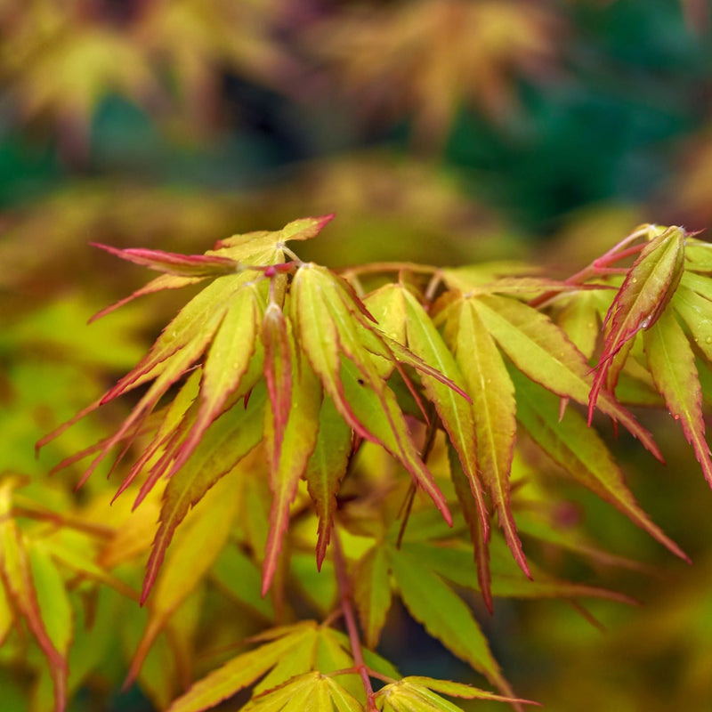 Acer palmatum 'Katsura' 2L -