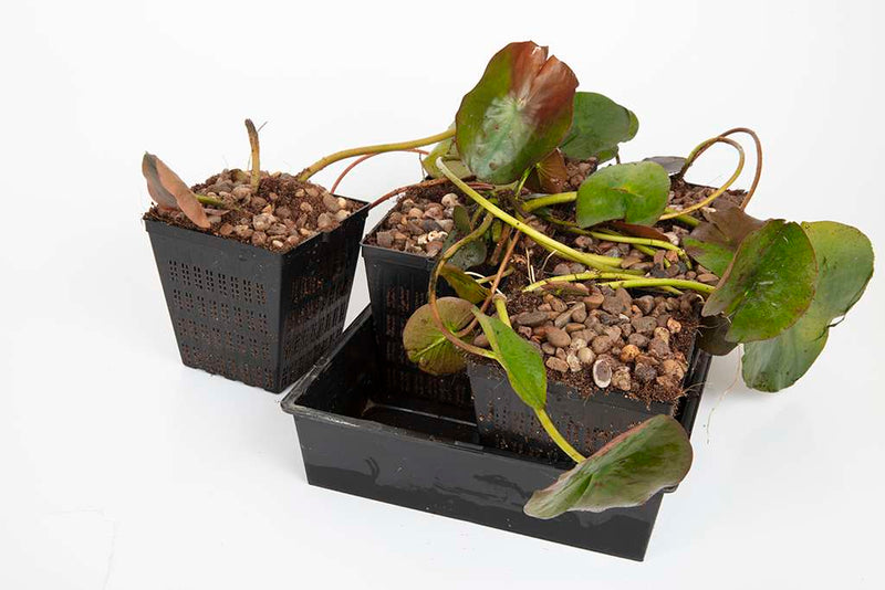 Premium Pond Starter Packs - Pond topup Packs - Oxygenating - Compost and Pots