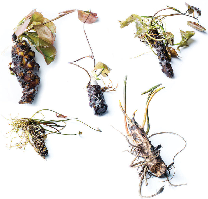 Burgundy Princess water lily - pond plants - DW01