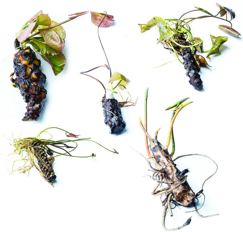 Alba water lily - pond plants - VLW01