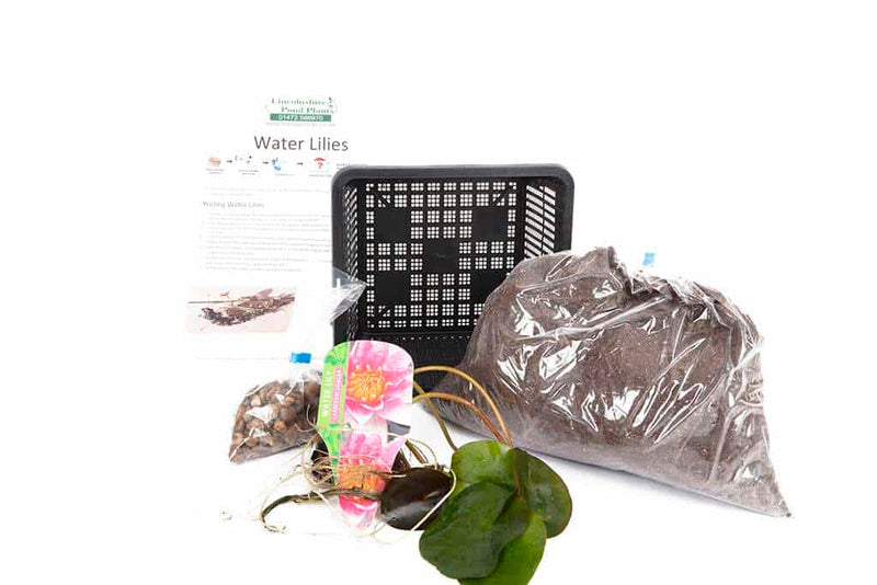 Albatross water lily - pond plants - MW01