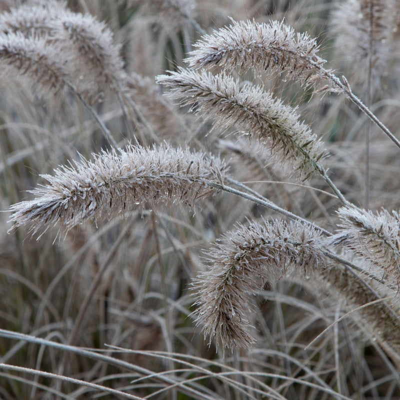 Pennisetum 'Little Bunny' Fountain Grass -