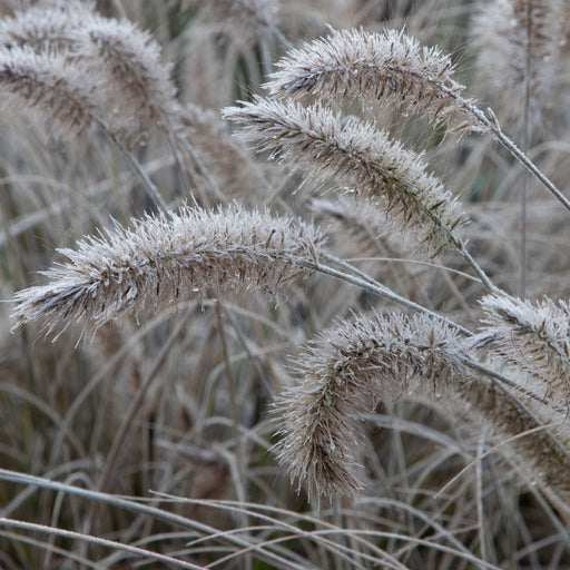 Pennisetum 'Little Bunny' Fountain Grass -