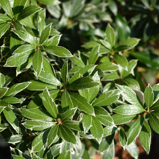 Pieris japonica Little Heath 9cm / 1L / 2L -