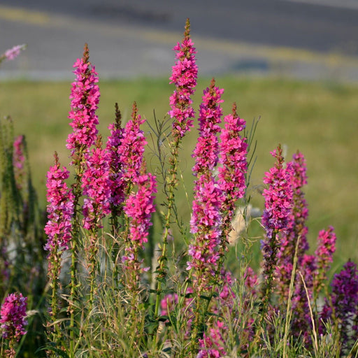 Lythrum - Robin 1.5L -